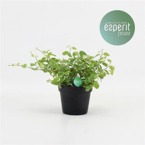 Ficus pumila white sunny