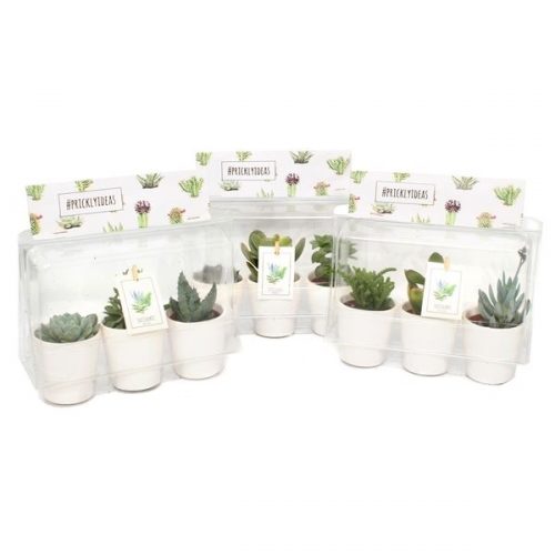 Pr12) 3x succulent 5,5 cm in witte