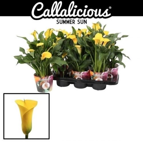 Zantedeschia summer sun