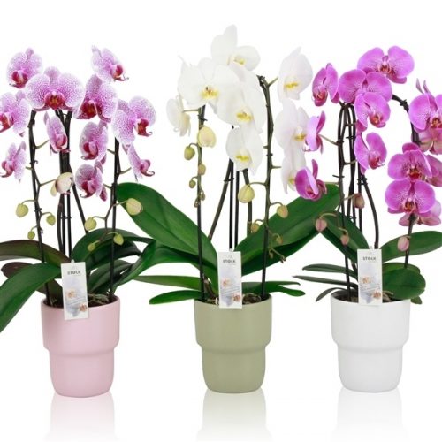 Phalaenopsis mix cascade