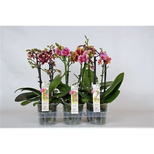 Phalaenopsis multiflora mix speciaal