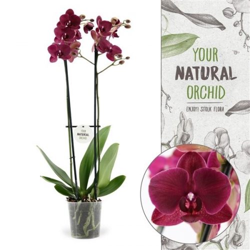 Phalaenopsis montreux