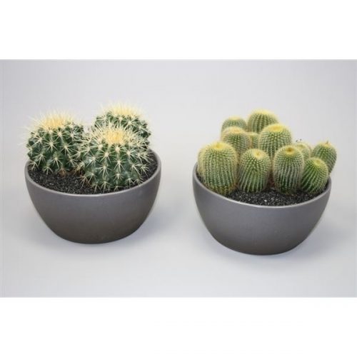 Arrangiamento cactus mix 0937