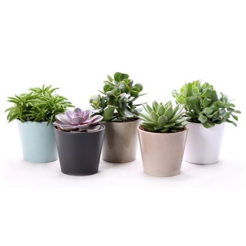 Succulenten mix lg06