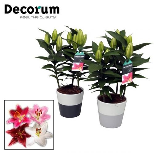 Lilium oriental	 keramiek	-	6	-	Adet