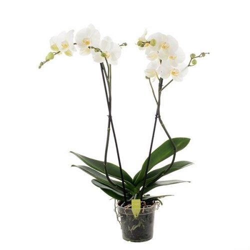Phalaenopsis wit 4star quality