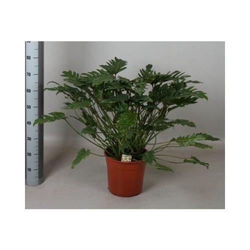 Philodendron xanadu