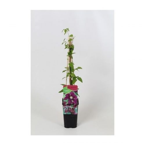 Clematis warszawska nike