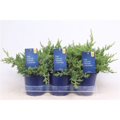 Juniperus procumbens nana