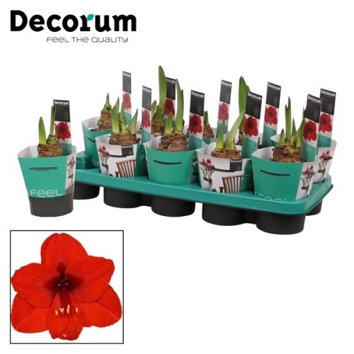 Hippeastrum rood	 2 knop + potcover	-	6	-	Adet