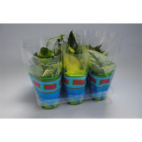 Epipremnum pinnatum mix