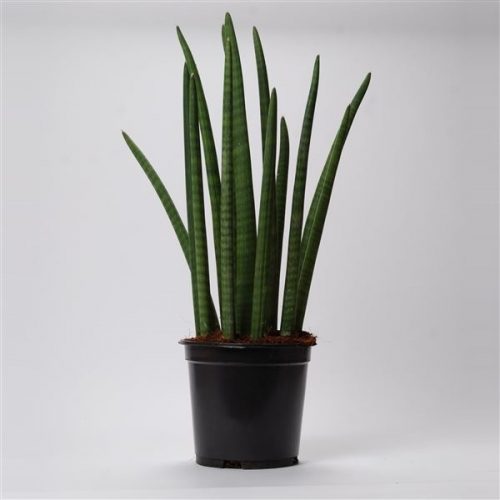 Sansevieria cylindrica spaghetti