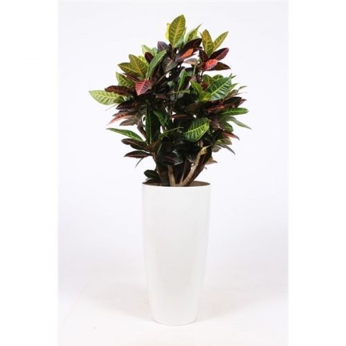 Codiaeum variegatum petra crpek33w