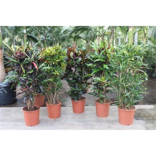 Codiaeum variegatum mix