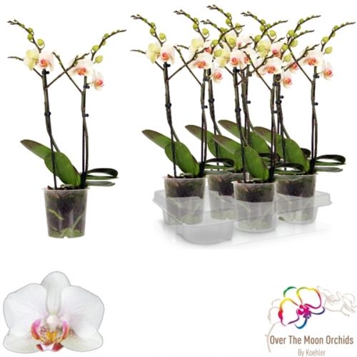 Phalaenopsis multiflora jph 1366