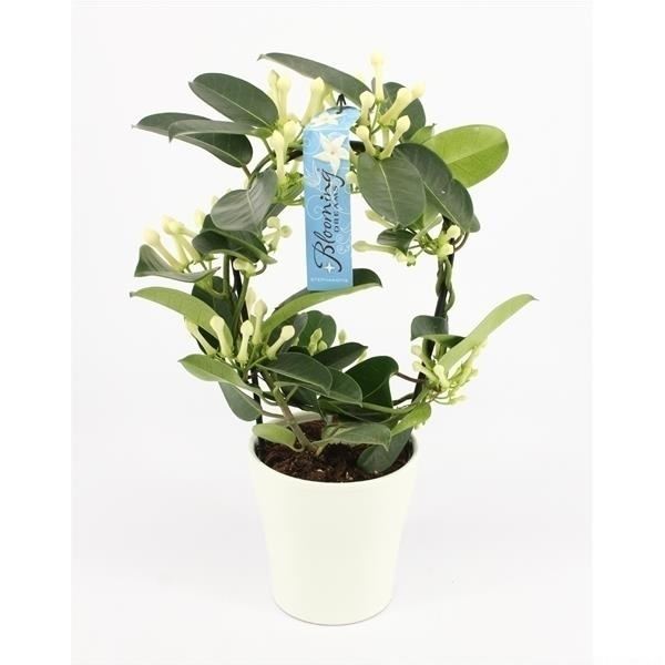 Stephanotis floribunda 1 Stephanotis floribunda