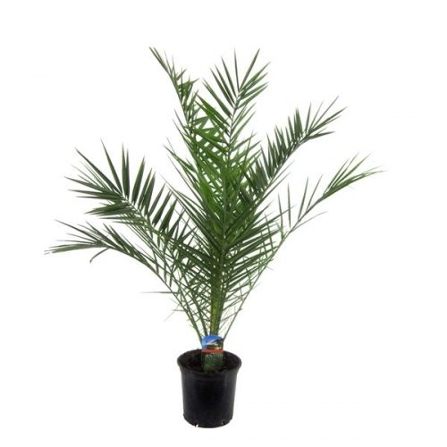 Phoenix canariensis