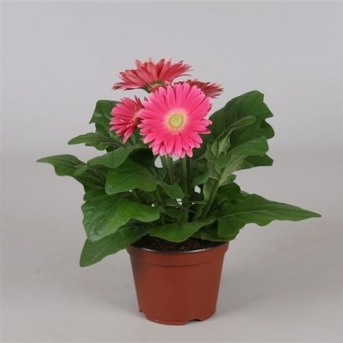 Gerbera roze excellent