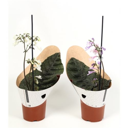 Streptocarpus parfuflora