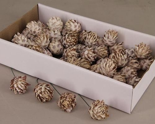 Plumosum 10cm Wire Box(55p) - Decoratiemateriaal (h%)
