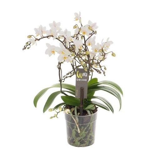 Phalaenopsis multiflora wild wit
