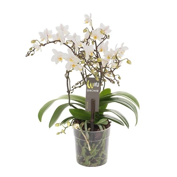Phalaenopsis multiflora wild wit 1 Phalaenopsis multiflora wild wit
