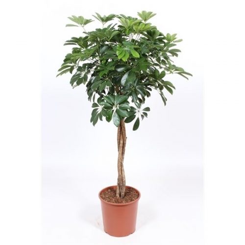 Schefflera arboricola compacta