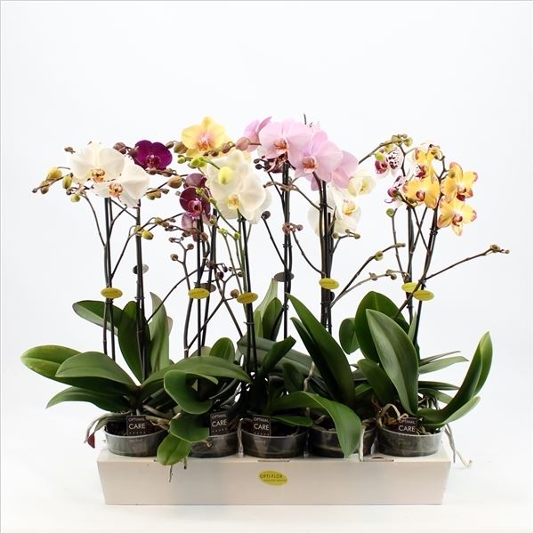 Phalaenopsis mix 1 Phalaenopsis mix
