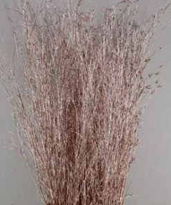 Betula bs paint champagne fst - Betula bs paint champagne fst