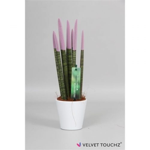 Sansevieria cylindrica spaghetti velvet svt10mk27
