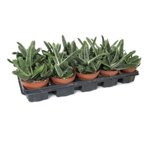 Gasteria little warthii galit510