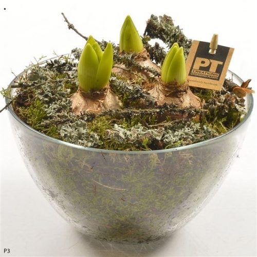 Pthcg 5882	-	3	-	Adet