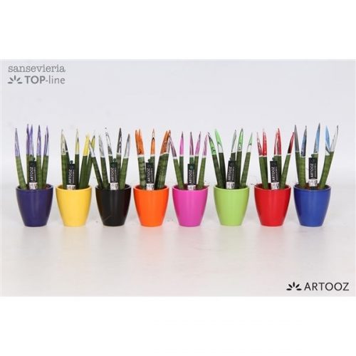 Sansevieria cylindrica spaghetti artooz mix