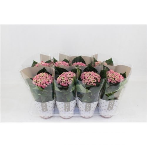 Hydrangea macr. one curly wurly pink