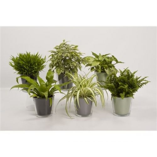 Kamerplanten mix clm/628