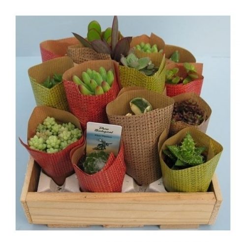 Succulenten mix 214-inpa