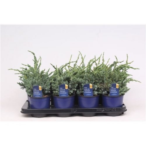 Juniperus meyeri