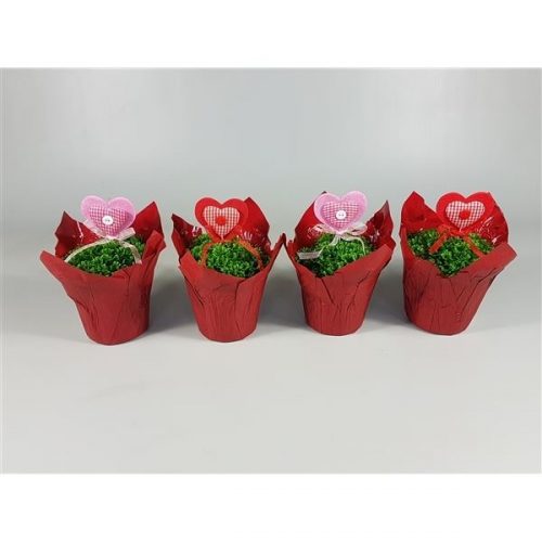 Selaginella apoda valentijn deco