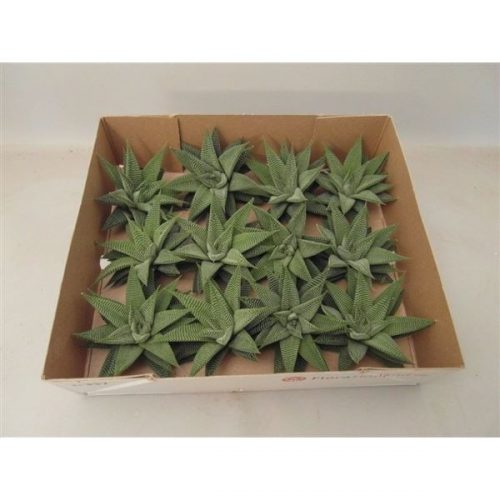 Haworthia spider white