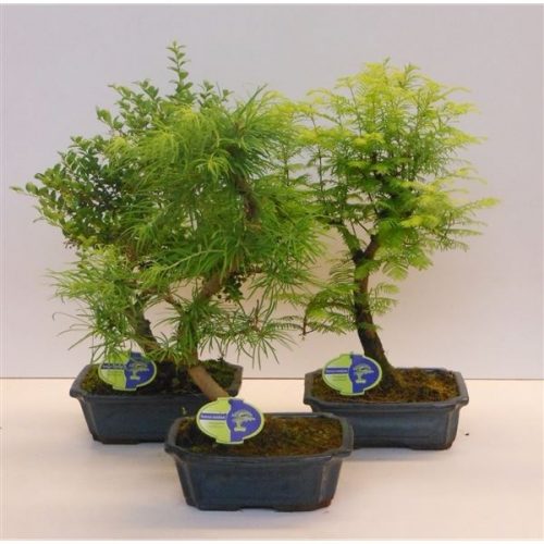 Bonsai outdoor mix e, ilex. pseudolarix, m