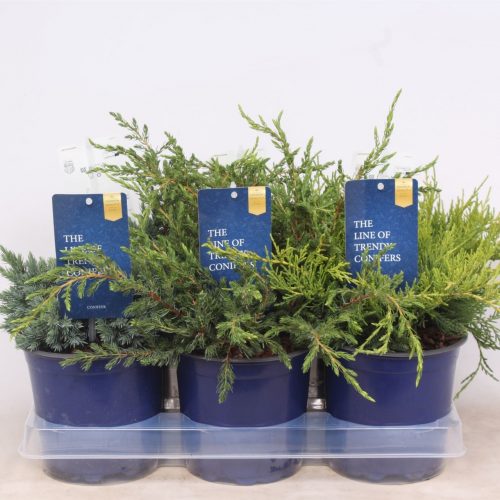 Juniperus mix