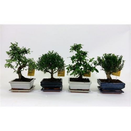 Bonsai mix