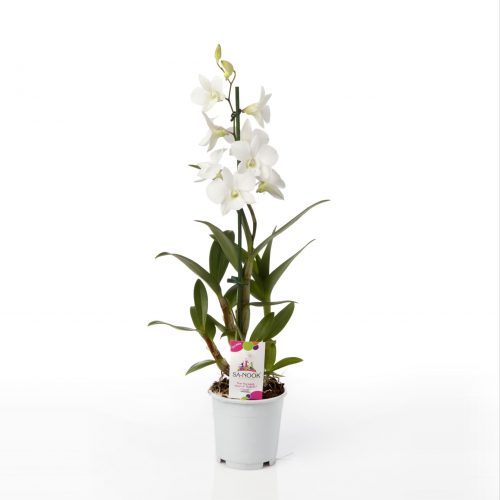 Dendrobium sa-nook coconut dream