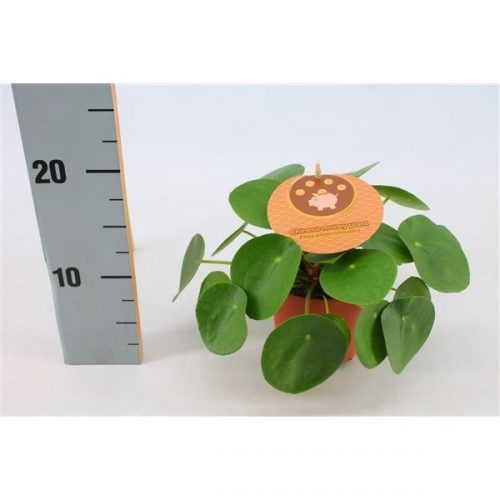 Pilea peperomioides