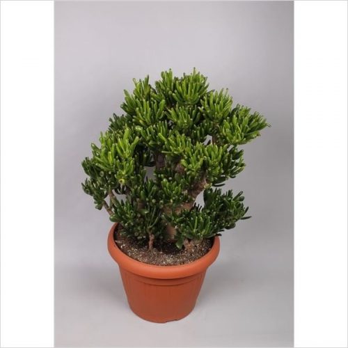 Crassula ovata hobbit
