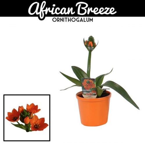 Ornithogalum dubium in ompot annabel 12 c