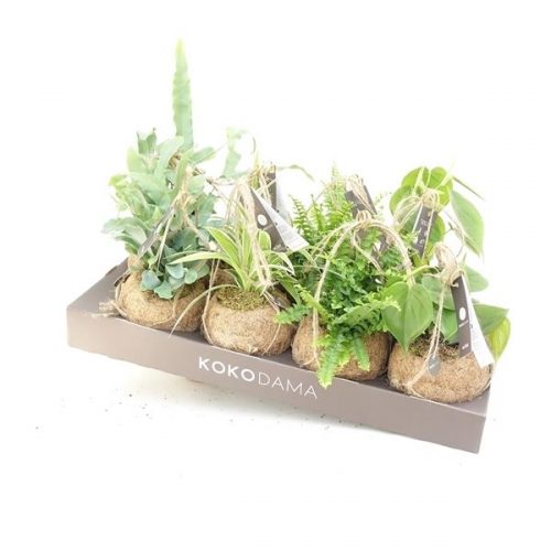 Kokodama kamerplanten mix kds12greenmix