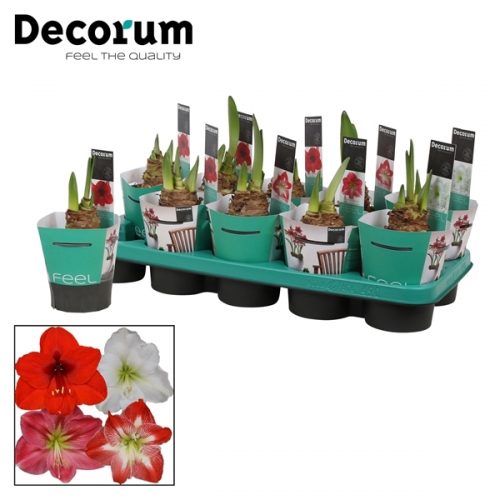 Hippeastrum mix extra	 2 knop + potcover	-	6	-	Adet