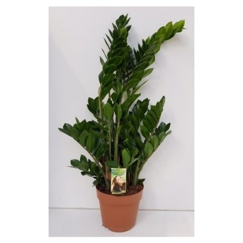Zamioculcas zamiifolia