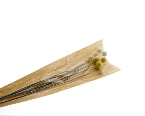 Df Craspedia Bs/10 77cm Cv - Decoratiemateriaal (h%)